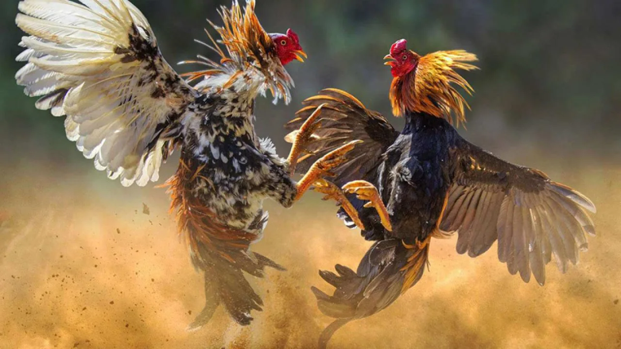 Visual hiburan permainan digital untuk pilihan kategori WINPKR